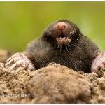 patents being misrepresented