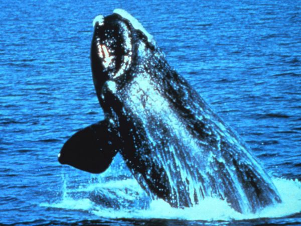 Right Whale Melbourne Florida